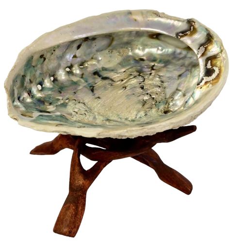 Abalone shell (stor) med trästativ